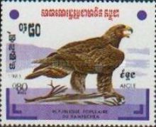 Golden Eagle (Aquila chrysaetos)