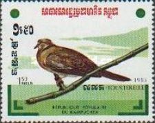 Sunda Collared-Dove (Streptopelia bitorquata)