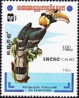 Great Hornbill (Buceros bicornis)