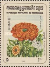 Buttercup Plant (Ranunculus asiaticus)