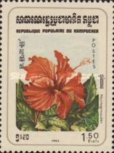 Miracle Flower Plants (Hibiscus sp.)