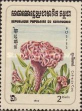 Plumed Cockscomb (Celosia cristata)