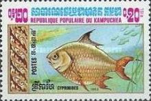 Carp (Cyprinus carpio)