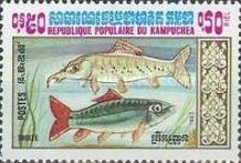 Trout (Salmo trutta)