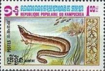 Moray