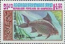 Common Carp (Cyprinus carpio)