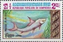 Grass Carp (Ctenopharyngodon idella)