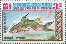 Carp (Cyprinus sp.)