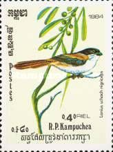 Long-tailed Black-headed Shrike (Lanius schach nigriceps)