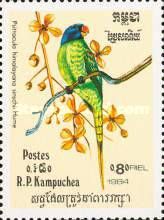 Slaty-headed Parakeet (Psittacula himalayana finschii) 