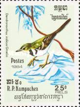 Forest Wagtail (Dendronanthus indicus)