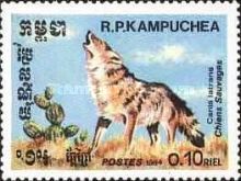 Coyote (Canis latrans)
