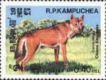 Dingo (Canis lupus dingo)
