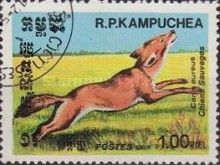 Golden Jackal (Canis aureus)
