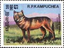 Wolf (Canis lupus)