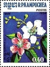 Plumeria sp.
