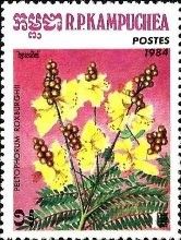 Copperpod (Peltophorum roxburghii)