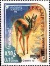Gazelle (Gazella sp.)