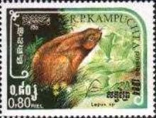 Hare (Lepus sp.)