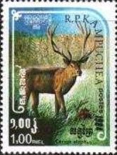 Red Deer (Cervus elaphus)