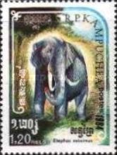 Asian Elephant (Elephas maximus)