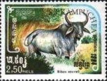 Kouprey (Bos sauveli)