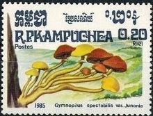 Gymnopilus spectabilis var. Junonina