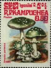 Amanita panterina
