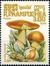 Amanita caesarea