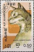 Tortoiseshell (Felis silvestris catus)