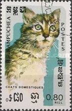Tabby (Felis silvestris catus)