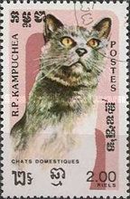 Domestic Cat (Felis silvestris catus)