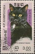Domestic Cat (Felis silvestris catus)
