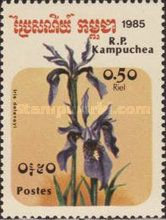 Iris delavayi