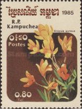Crocus aureus