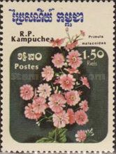 Fairy Primrose, Baby Primrose (Primula malacoides)
