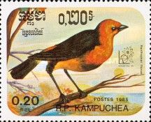 Saffron-cowled Blackbird (Xanthopsar flavus)