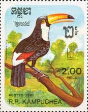 Common Toucan (Ramphastos toco)