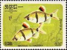 Tiger Barb (Barbus tetrazona)