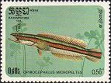 Giant Snakehead (Ophiocephalus micropeltes)