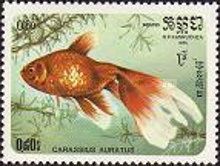Goldfish (Carassius auratus auratus)