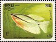 Pearl Gourami (Trichogaster leeri)