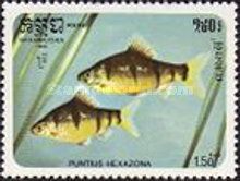 Six-banded Barb (Puntius hexazona)