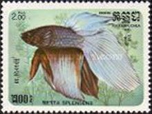 Siamese Fighting Fish (Betta splendens)