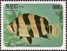 Finescale Tigerfish (Coius microlepis)