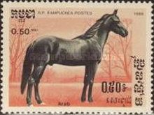 Arabian Horse (Equus ferus caballus)