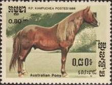 Australian Pony (Equus ferus caballus)