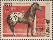 Appaloosa (Equus ferus caballus)
