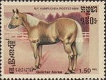 Quarter Horse (Equus ferus caballus)