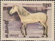 Andalusian (Equus ferus caballus)